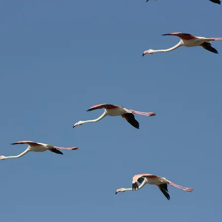 Giuri Lido di Pomposa